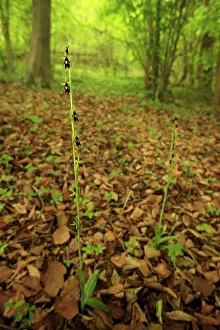 Picardie: on a limestone hill
