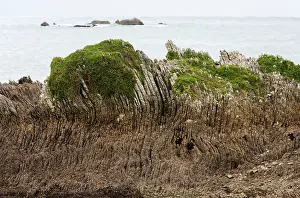 Folded: Limestone layers, folded and upthrusted as a consequence