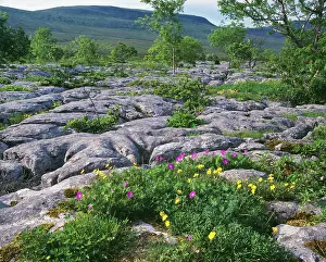 Cranesbills: Limestone Pavement