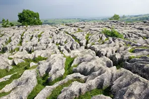 Malham: Limestone pavement above Malham Cove