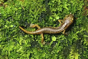 Plethodont: Limestone Salamander
