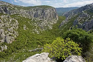 Spurge: Limestone Supramonte Mountains with Tree Spurge