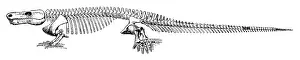 Beast: Limnoscelis, Reptile-Like Cenoozic Amphibian