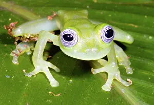 Ilex: Limon Giant Glass Frog