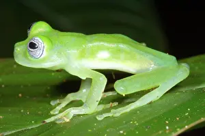 Ilex: Limon Giant Glass Frog
