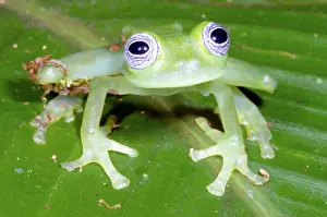 Ilex: Limon Giant Glass Frog