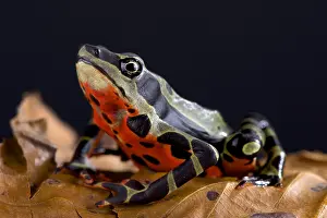 Atelopus: The Limon harlequin frog (Atelopus sp Limon) is