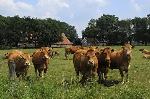 Overijssel: limousin