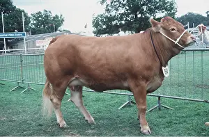 Ardea London: LIMOUSIN BEEF COW - at show