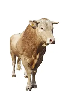 Tauruses: A Limousin bull