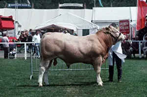 Ardea London: LIMOUSIN BULL COW