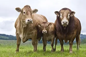 Tauruses: Limousin bull with cow and calf in a meadow France