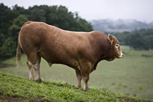 Tauruses: Limousin bull in a hilly meadow France