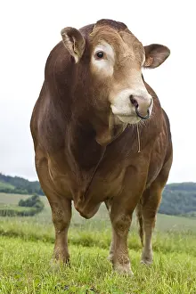 Tauruses: Limousin bull with a ring in the nostrils France