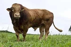 Tauruses: Limousin bull standing in a meadow France