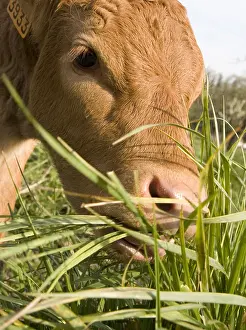 Snouts: Limousin calf eating grass France