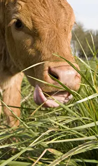 Snouts: Limousin calf eating grass France