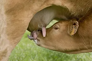 Suck: Limousin calf sucking her mother in the meadow France