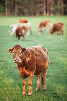 Usedom: Limousin cattle in a meadow, Rankwitz, Usedom, Mecklenburg-W