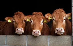 Limousin: Limousin cattle, purebred, livestock, domestic animals