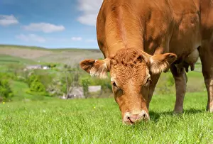 Limousin: Limousin cattle, purebred, livestock, domestic animals