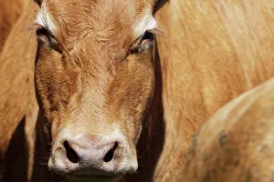 Hubert: Limousin cattle, St.Hubert, Kempen, North Rhine-Westphalia