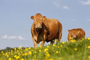 Strains: Limousin cow and calf in a meadow dotted with Buttercup