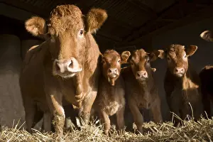 Stall: Limousin cow and calves in a stalling France