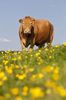 Strains: Limousin cow in a meadow dotted with Buttercup France