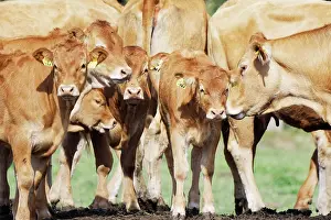 Hubert: Limousin cow, St.Hubert, Kempen, NRW, Germany, Europe