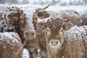 Contacts: Limousin cows with their calves in the snow Lozere France