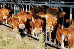 Housing: Limousin cows eating hay - Vosges du Nord France