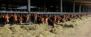 Housing: Limousin cows eating hay - Vosges du Nord France