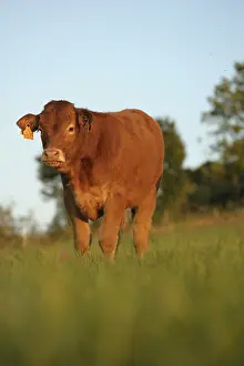 Populations: Limousine calf resting in a meadow France Lozere