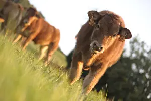Populations: Limousine calf watching in a meadow France Lozere