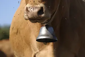 Attacks: Limousine cow with a bell and flies France