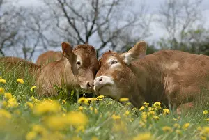 Wheedle: Limousine Cow and calf in dandelions field France