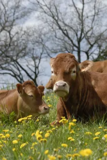 Strains: Limousine Cow and calf in dandelions field France