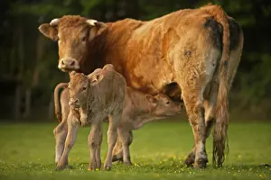 Twin: Limousine cow and its calf Normandy France