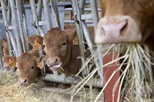Dishes: Limousine cow and calves in the trough eating hay