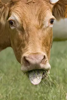 Limousines: Limousine cow eating grass in the meadow