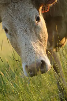 Monocotyledones: Limousine Cow grazing in a meadow Normandie France