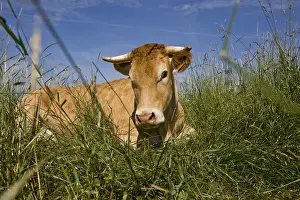 Limousines: Limousine cow lying in the grass meadow in France
