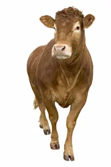 Studios: Limousine cow front shot in studio