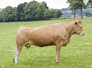 Limousines: Limousine cow standing in a meadow France