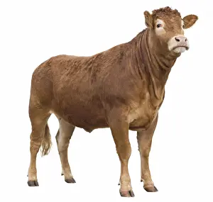 Studios: Limousine cow in studio