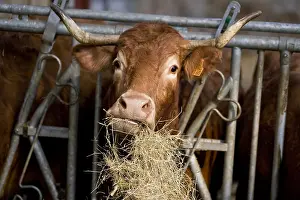 Dishes: Limousine cow at the trough eating hay France