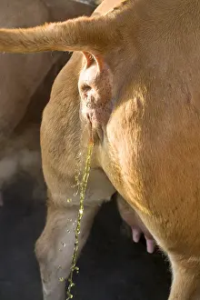 Excretion: Limousine cow urinating France