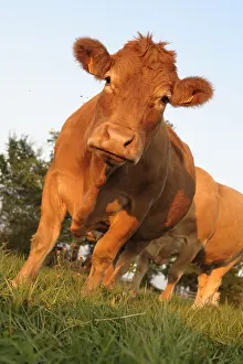 Lozere: Limousine Cow watching in a meadow France Lozere