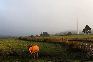 Barriers: Limousine cow and Windmill Plateau de Millevaches France